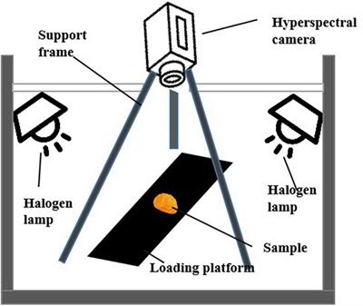 Hyperspectral imaging-based prediction of soluble sugar content in Chinese chestnuts